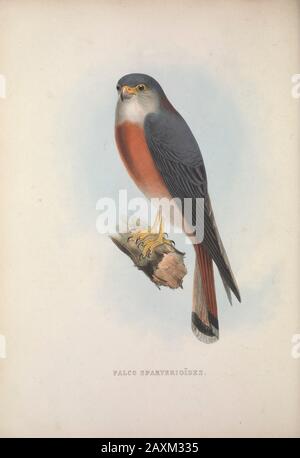 Le kestrel américain (Falco sparverius) de Zoologia typica; ou, les figures d'animaux et d'oiseaux nouveaux et rares décrits dans la procédure, ou exposés dans Banque D'Images