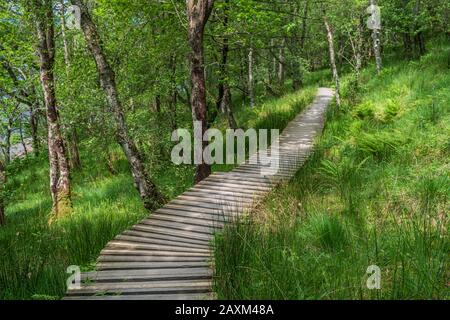 Une promenade panoramique dans la forêt le long du sentier de randonnée de West Highland Way en Écosse Banque D'Images