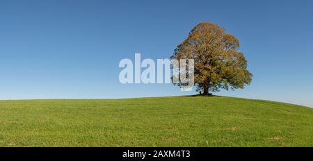 Panorama avec un immense tilleul comme arbre solitaire Banque D'Images