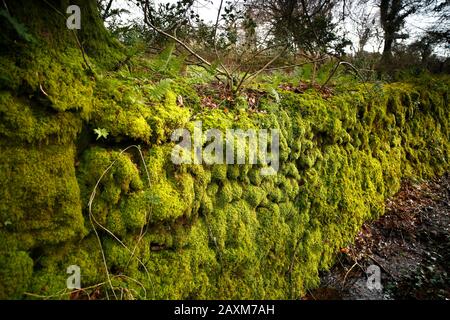 Devon, Royaume-Uni. Mur de pierre sec recouvert de mousse. Banque D'Images