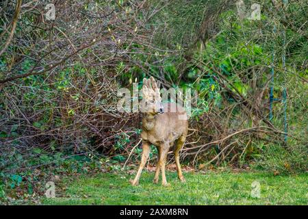 Faune urbaine: Un cerf de Virginie (Capreolus capranolus) avec des tantlers en velours se trouve dans un jardin de banlieue à Surrey, au Royaume-Uni en hiver Banque D'Images