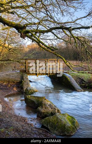 Étangs de Cannop dans la forêt de Dean, Gloucestershire. Banque D'Images