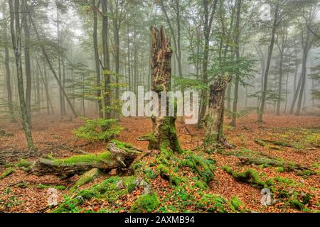 Automne dans la forêt de hêtre près de Freudenburg, région de Sargau, Rhénanie-Palatinat, Allemagne Banque D'Images