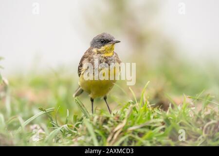 Oiseau Wagtail jaune sur terre obervant dans son habitude naturelle Banque D'Images