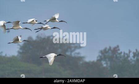 troupeau de l'ibis threskiornis melanocephalus sacré à tête noire en vol Banque D'Images