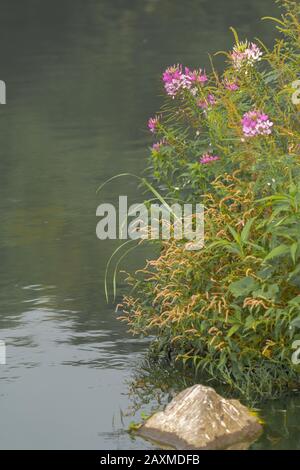 Cleome hassleriana, communément appelée fleur d'araignée qui pousse à côté d'une rivière Banque D'Images