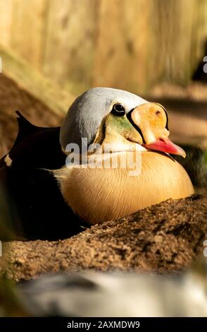 King Eider Duck sur les côtes vivantes de Torquay, Devon, Royaume-Uni Banque D'Images