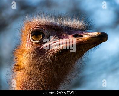 Ostrich À Col Rouge Au Zoo De Paignton, Devon, Royaume-Uni, 2020. L'autruche est le plus grand oiseau vivant. Banque D'Images