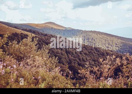 Montagnes Carpates couvertes de forêts en été, filtrer Banque D'Images