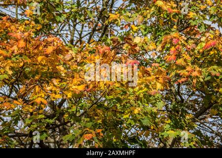 L'érable de Norvège et le sommet des arbres rowan avec des feuilles colorées Banque D'Images