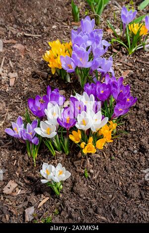 Fleurs mixtes de crocus hybrides dans le jardin du printemps. Banque D'Images