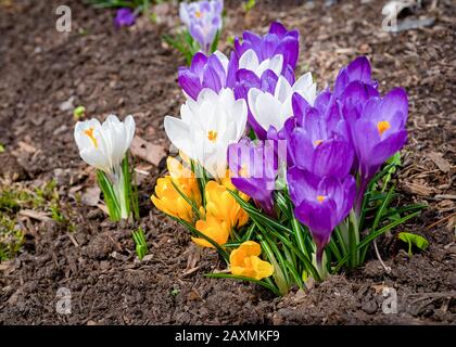 Fleurs mixtes de crocus hybrides dans le jardin du printemps. Banque D'Images