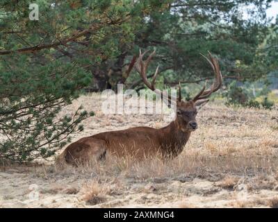 Cerf rouge mâle, Cervus elaphus, sous un arbre Banque D'Images