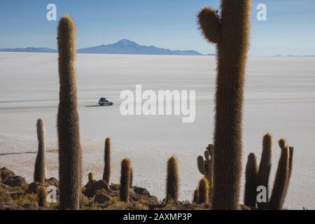 Car et champ de Cactus sur l'île incahuasi à Uyuni Banque D'Images