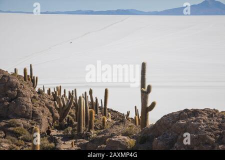 Champ de Cactus sur l'île incahuasi à Uyuni Banque D'Images