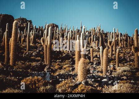 Champ de Cactus sur l'île incahuasi à Uyuni Banque D'Images