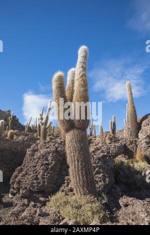 Champ de Cactus sur l'île incahuasi à Uyuni Banque D'Images