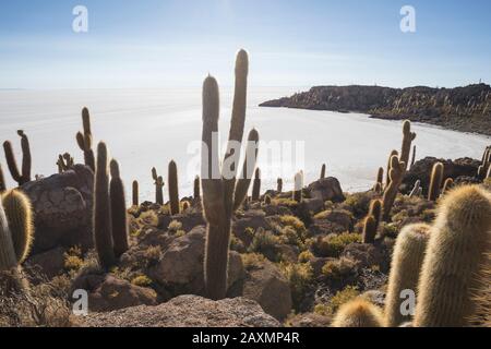 Champ de Cactus sur l'île incahuasi à Uyuni Banque D'Images