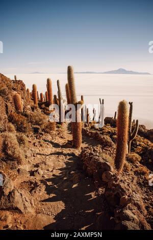 Champ de Cactus sur l'île incahuasi à Uyuni Banque D'Images