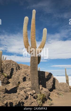 Champ de Cactus sur l'île incahuasi à Uyuni Banque D'Images