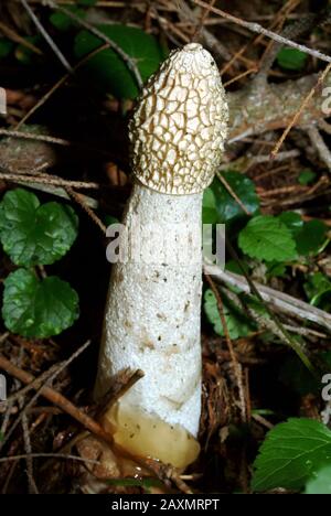 Commun stinkhorn, Gemeine Stinkmorchel, Phallus impudicus, erdei szömörcsög Banque D'Images