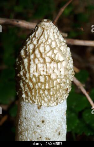 Commun stinkhorn, Gemeine Stinkmorchel, Phallus impudicus, erdei szömörcsög Banque D'Images