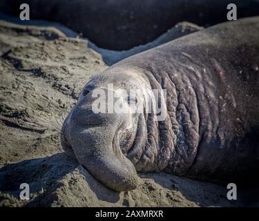 Un gros plan d'un phoque éléphant mâle (Mirounga angustirostris) à Piedras Blancas, San Simeon, CA. Banque D'Images