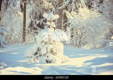 Arbre de Noël couvert de neige dans la forêt, le soleil brille, le filtre Banque D'Images