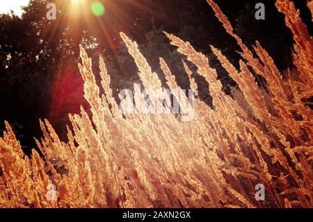 l'arrière-plan sec en plumes d'herbe avec des rayons de soleil qui brillent à travers l'herbe, le filtre Banque D'Images