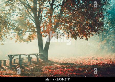 arbre caduque avec feuilles jaunes vieux banc en bois dans le brouillard d'automne matin Banque D'Images