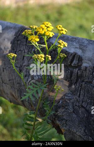 fleur de tansy jaune près d'une clôture en bois Banque D'Images