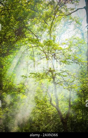 Arbres hauts avec branches et feuilles vertes avec rayons de soleil qui brillent à travers les feuilles vertes de la couronne, le filtre Banque D'Images