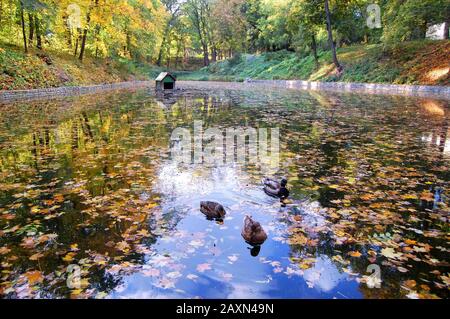 canards nageant dans le lac, laisse beaucoup d'eau Banque D'Images