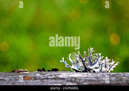 Moss,lichen sur le dessus du blanc, le fond noir rose a grandi sur une surface en bois sur le grand fond vert flou Banque D'Images