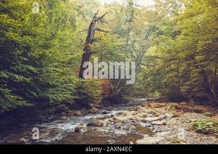 ruisseau de montagne et un arbre sec sur le filtre de rivage Banque D'Images