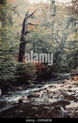 ruisseau de montagne et un arbre sec sur le filtre de rivage Banque D'Images