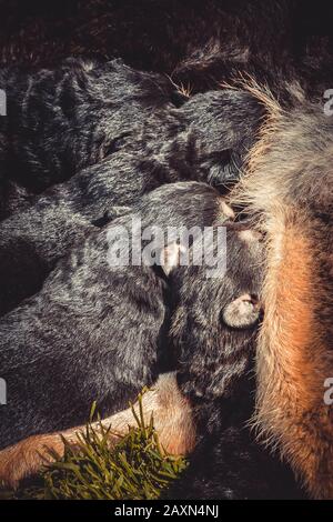 Têtes de quatre petits chiots allemands de berger aspirant le filtre à lait Banque D'Images