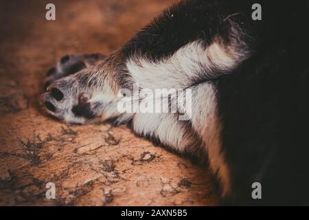 mignons petits pieds de chiot avec des cheveux noirs gros plan Banque D'Images