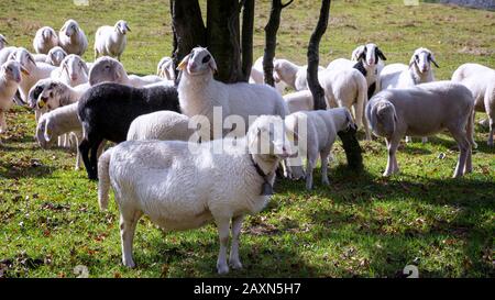 Troupeau de moutons pacage sur un pré sous l'ombre de l'arbre Banque D'Images