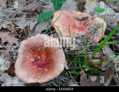 Russula rosea (synonyme Russula lepida) connu sous le nom de champignon rosy russula Banque D'Images