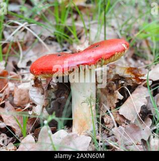 Russula rosea (synonyme Russula lepida) connu sous le nom de champignon rosy russula Banque D'Images