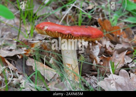 Russula rosea (synonyme Russula lepida) connu sous le nom de champignon rosy russula Banque D'Images