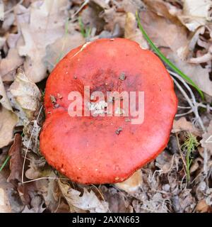 Russula rosea (synonyme Russula lepida) connu sous le nom de champignon rosy russula Banque D'Images