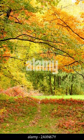 branches d'arbres avec feuilles vertes et jaunes et sentier et herbe avec feuilles rouges Banque D'Images