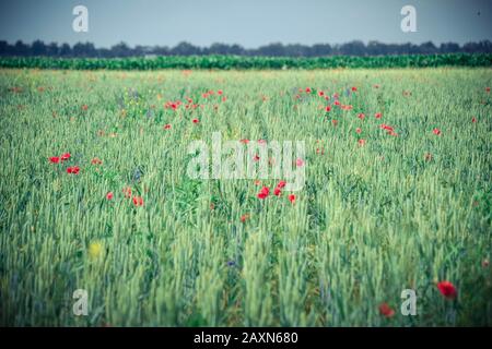 Fond champ avec pousses vertes de fleurs de grain et de pavot, couleur verte Banque D'Images