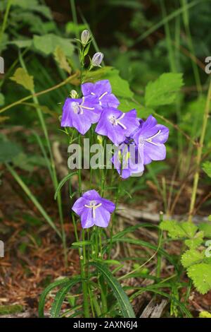 Pfirsichblättrige Glockenblume, Campanula Persicifolia Banque D'Images