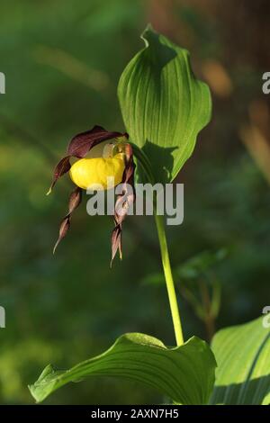 Gros plan de la fleur d'orchidée de la glisseur de dame (Cypripedium calceolus) Banque D'Images