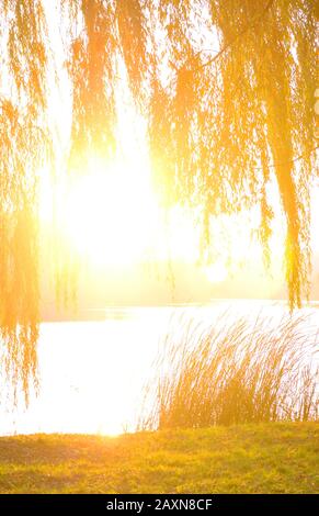 soleil surexposé illuminé par les branches d'arbres sur les rives de la rivière en automne Banque D'Images