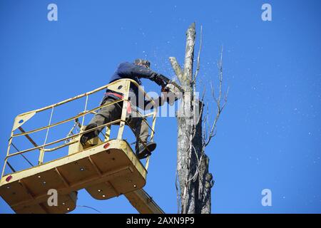 Travailleur municipal coupant un arbre sur pied mort avec une tronçonneuse à l'aide d'un pont élévateur monté sur camion Banque D'Images