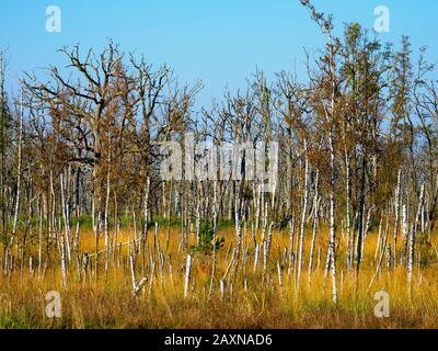 Paysage dans le parc national Vorpommersche bodden paysage entre Müggenburg avec Zingst, bois de Pâques et pré Sundischer, Mecklembourg-Ouest Pomerani Banque D'Images